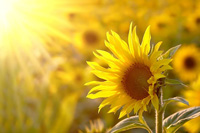 a sunflower
