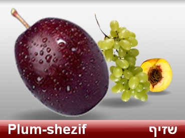 words in Hebrew