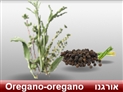 screenshot of Spices 2