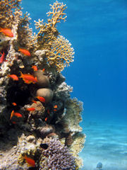 Coral Reef