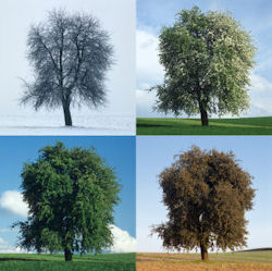 The Four Seasons