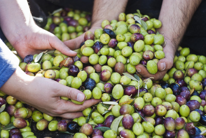 a pile of olives