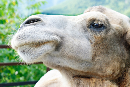 a camel