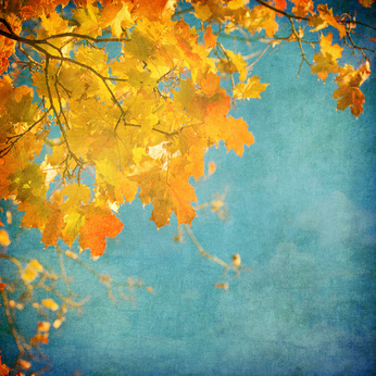 dry leaves