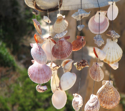 seashells