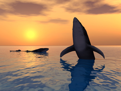 a whale